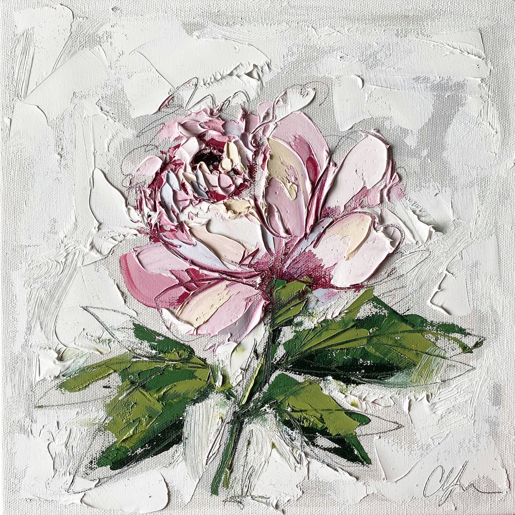 “French Peony I” 12x12 Oil on Canvas