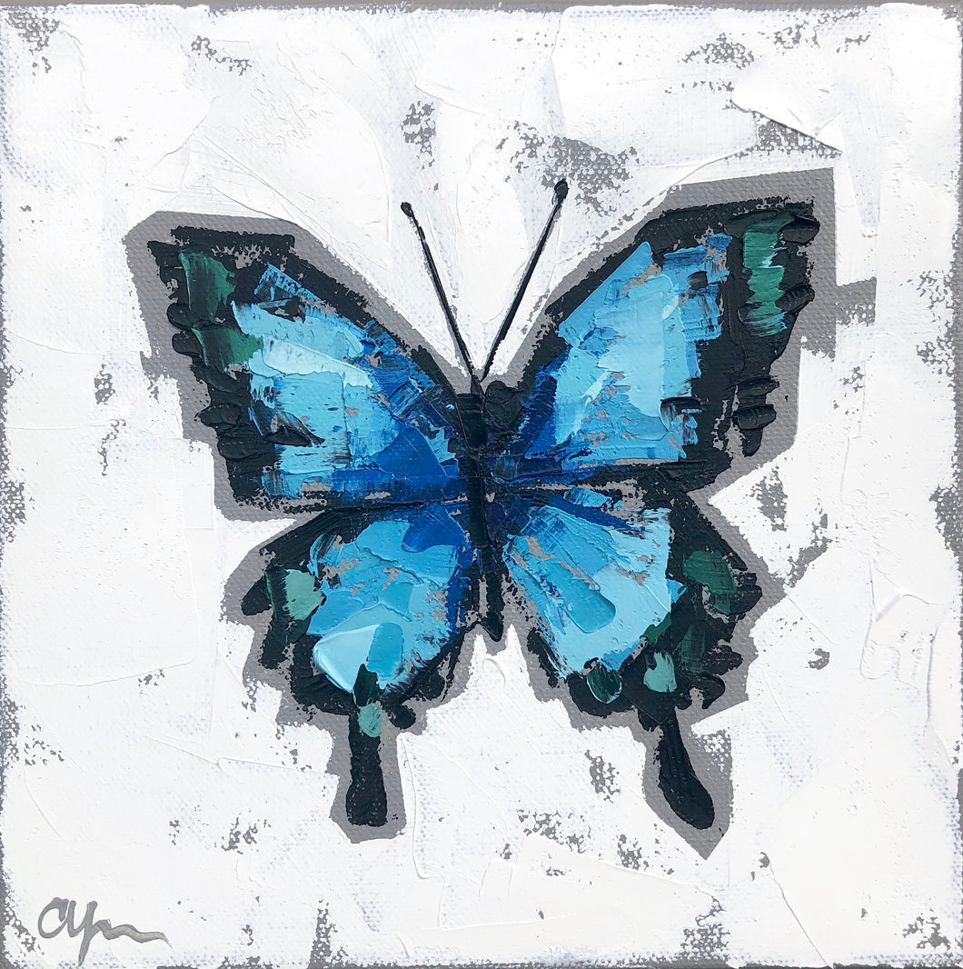 “Papilio ulysses no. 1”
